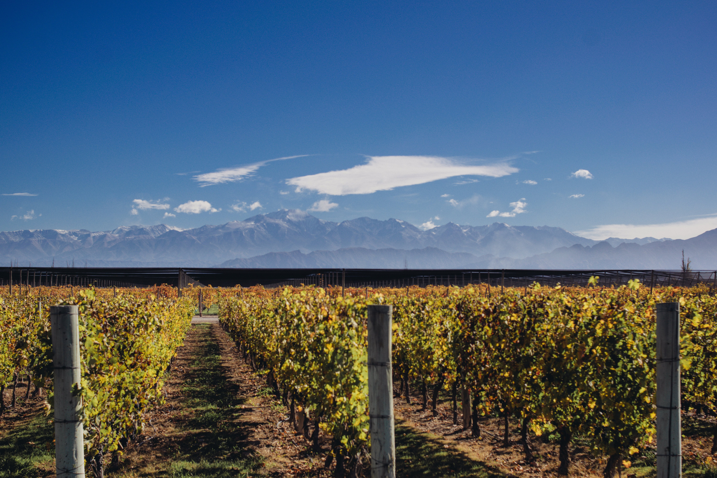 Viñedos de mendoza