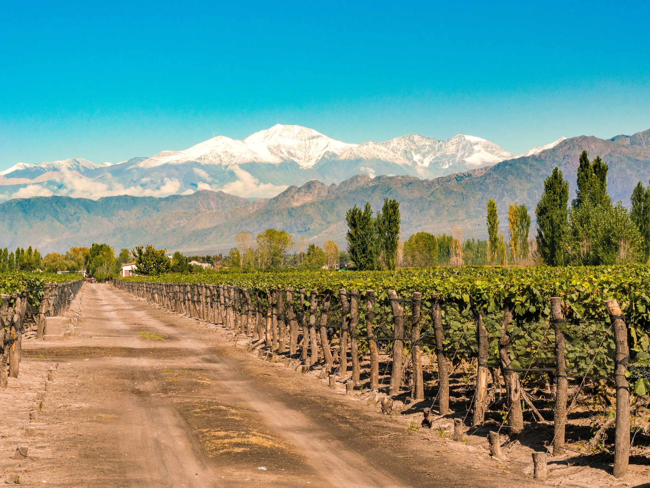 Vineyard in Mendoza, Argentina